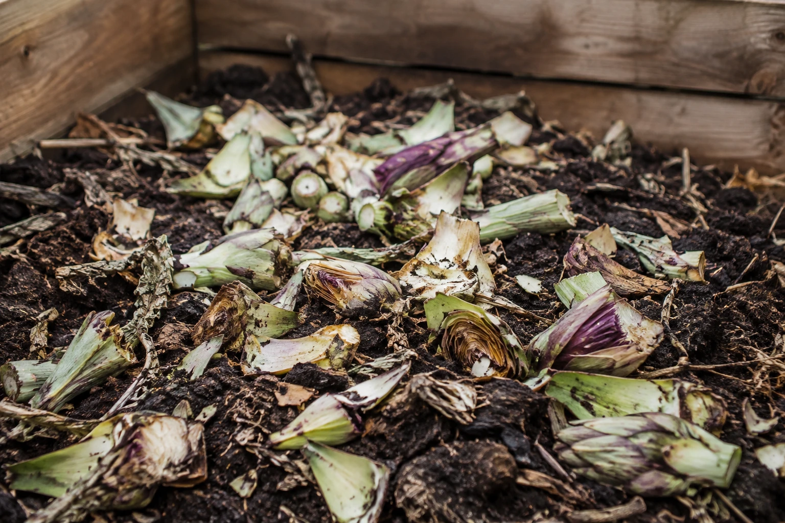 Artichaut au compost : recycler les restes et nourrir son sol